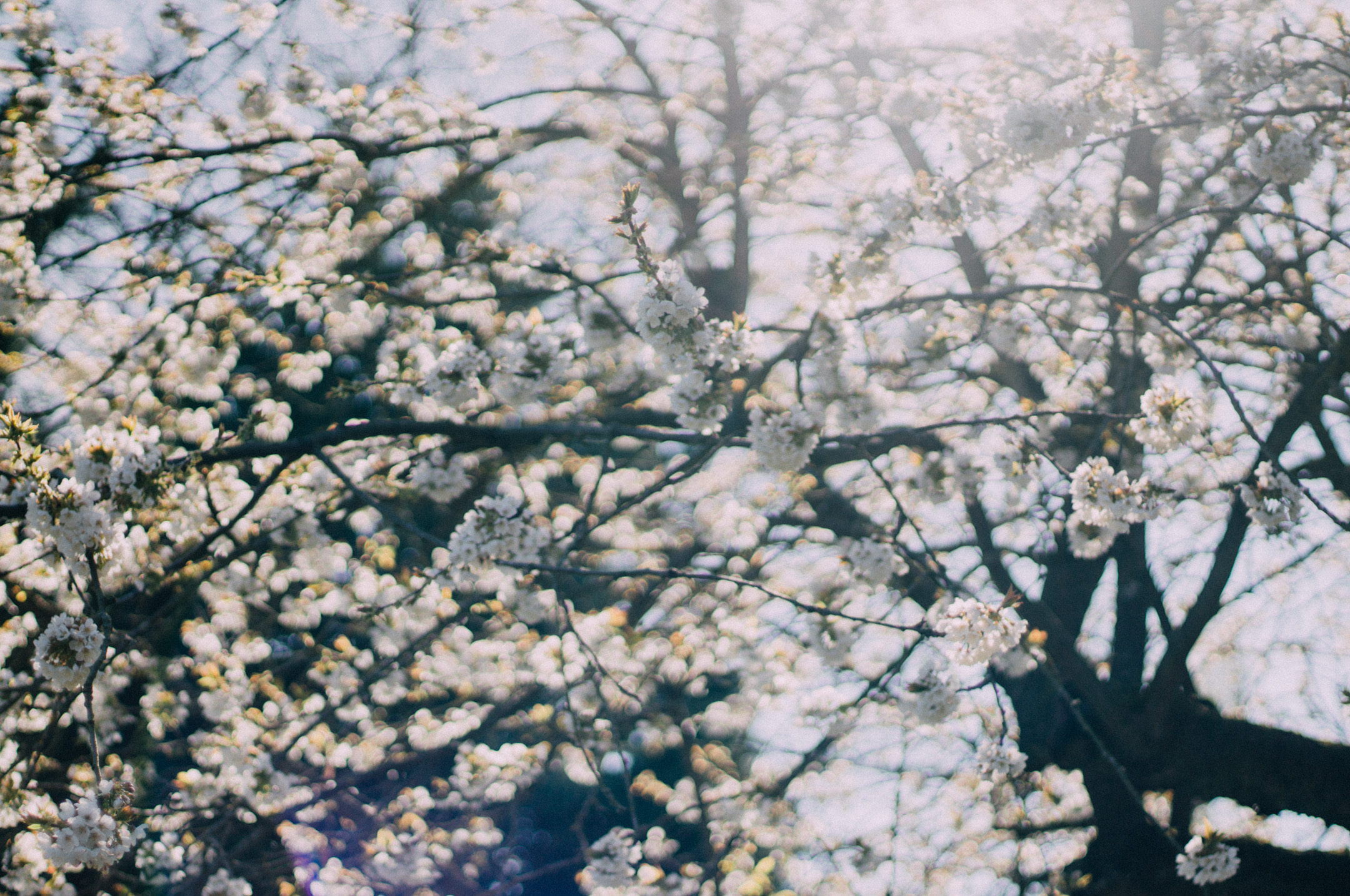 cherry tree in my parent’s backyard